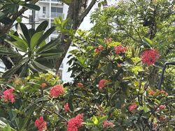 Ban Guan Park (D10), Semi-Detached #630552111